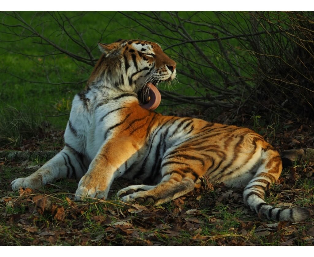 Bangabandhu Sheikh Mujib Safari Park