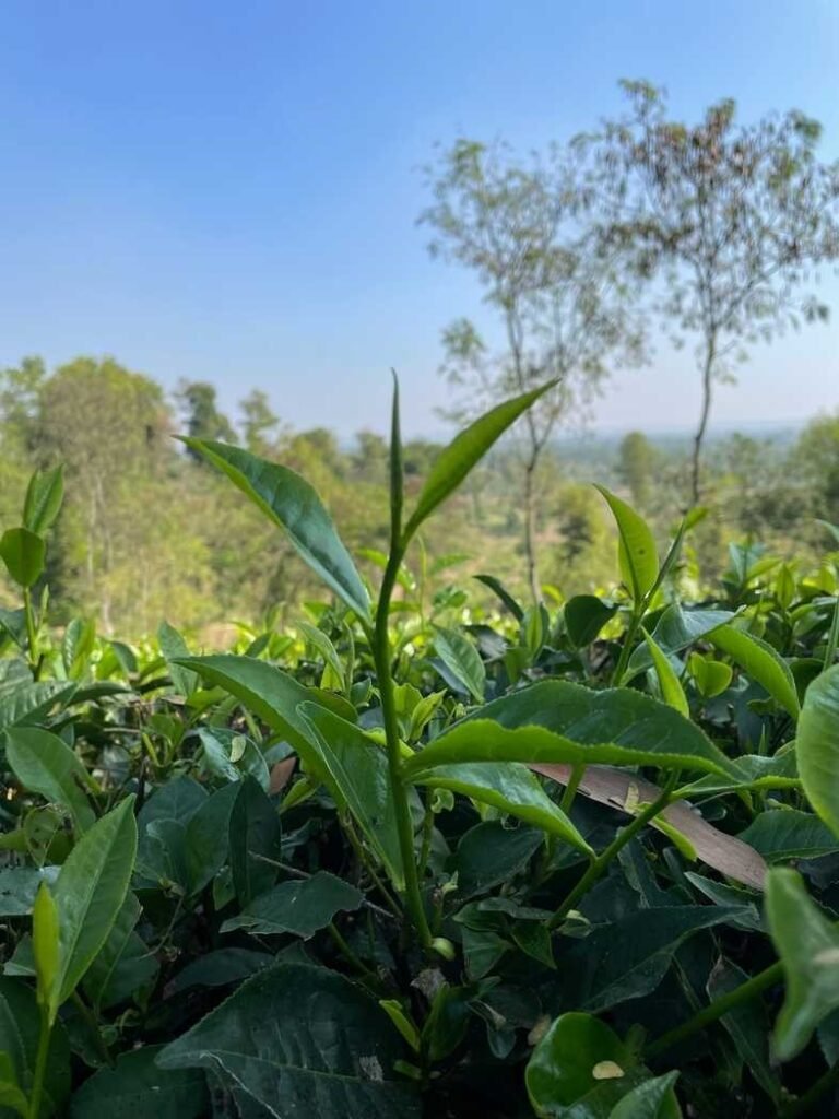 Tea gardens