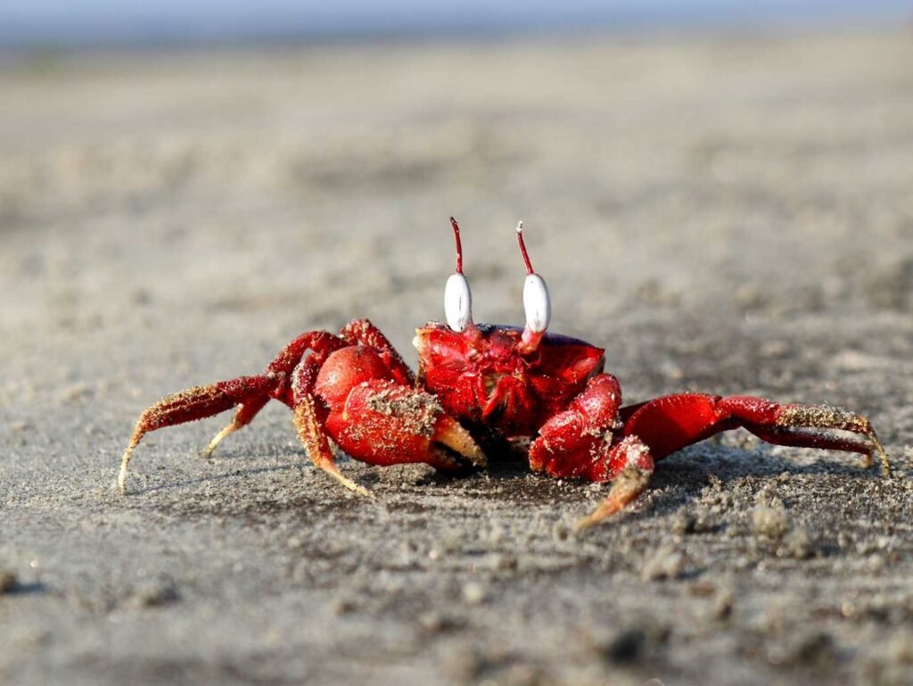 red crab at Kuakata sea beach