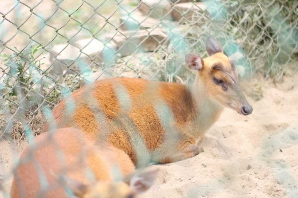shitest babu zoo