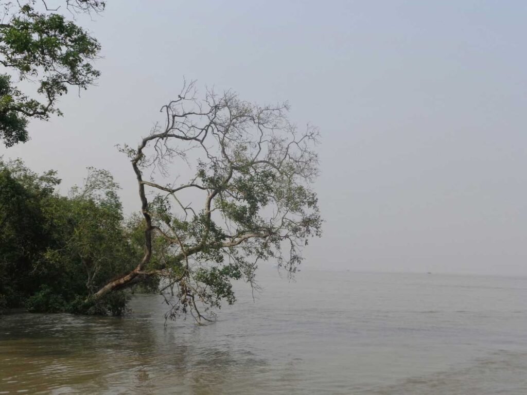 great sundarbans