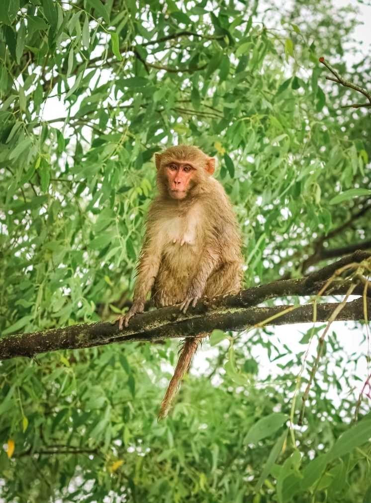 Monkey