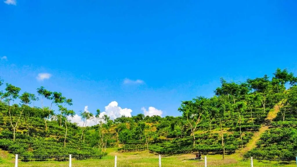 Noor jahan tea estate
