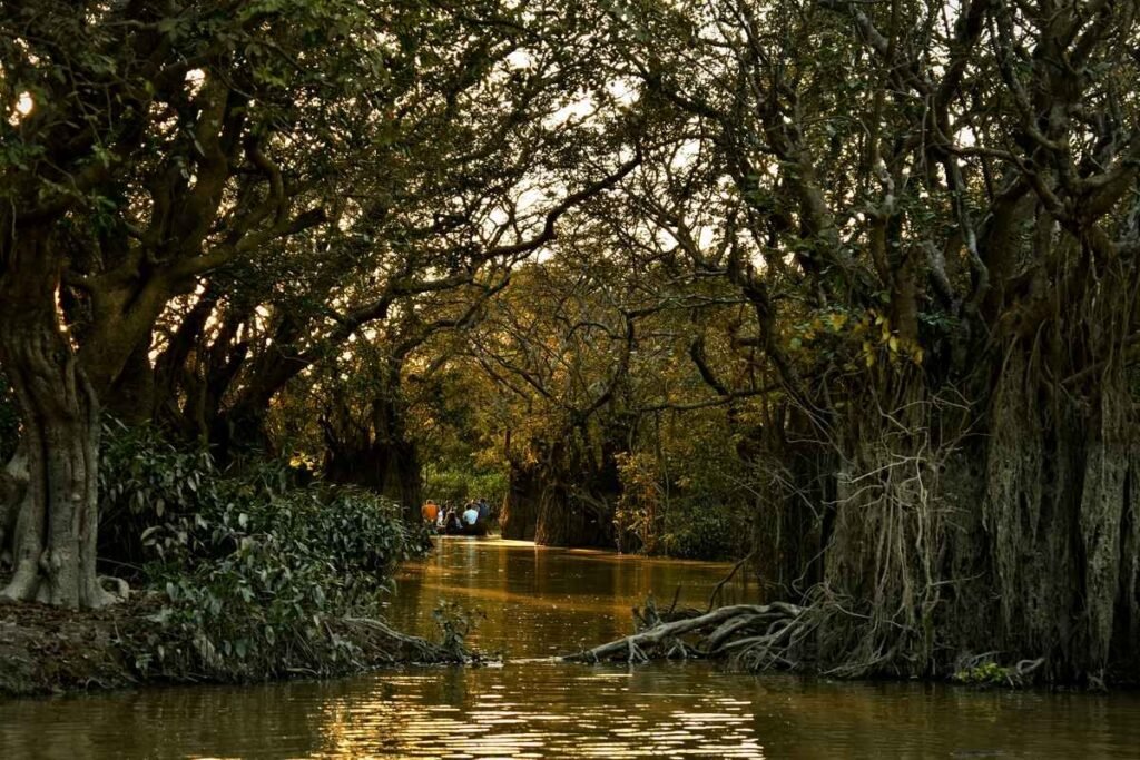 Ratarghul Swamp Forest