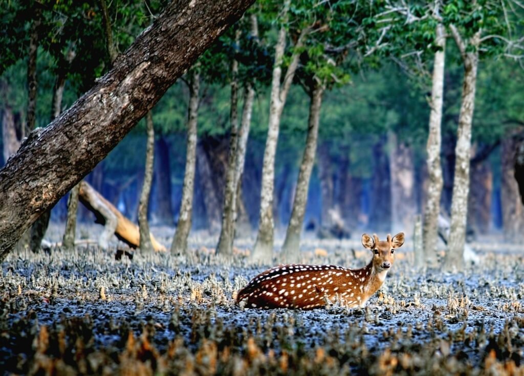 deer, sundarban, bangladesh