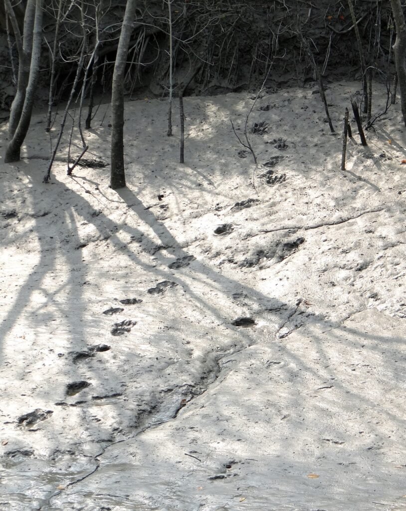 Footprints of Royal Bengal Tiger