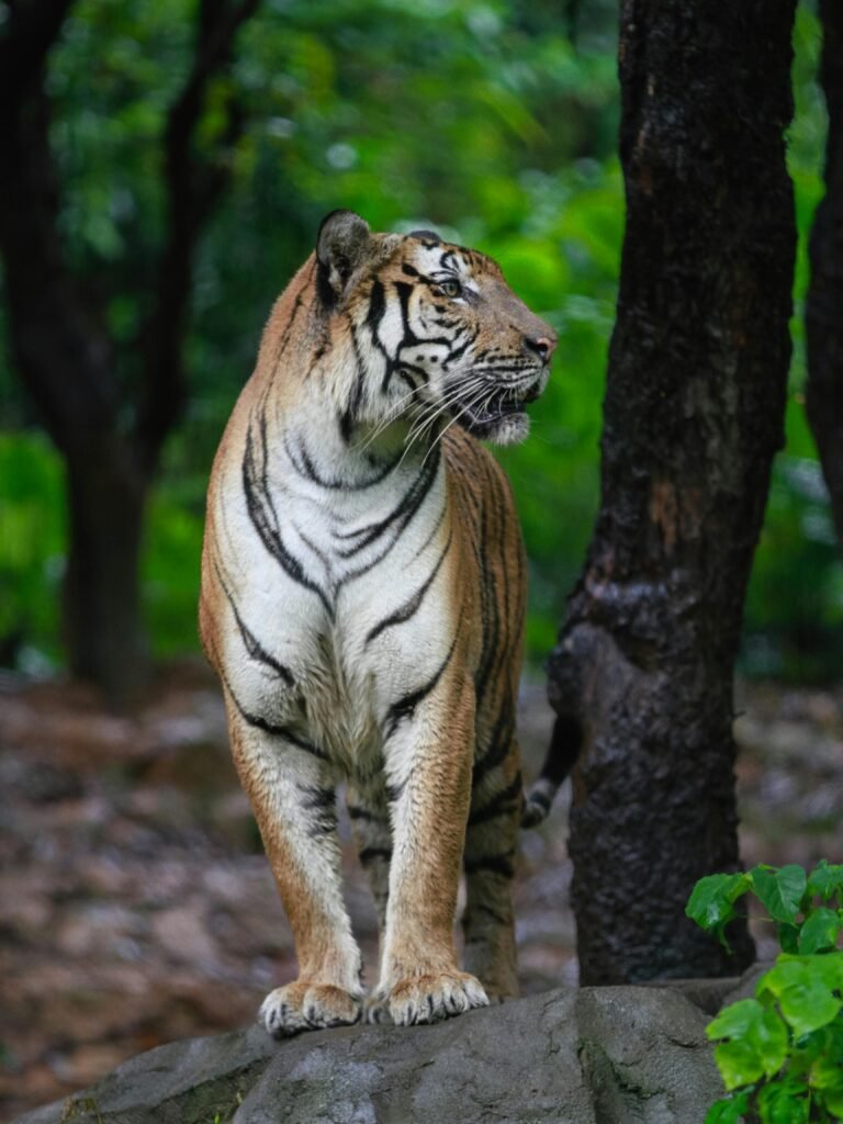 Royal Bengal Tiger