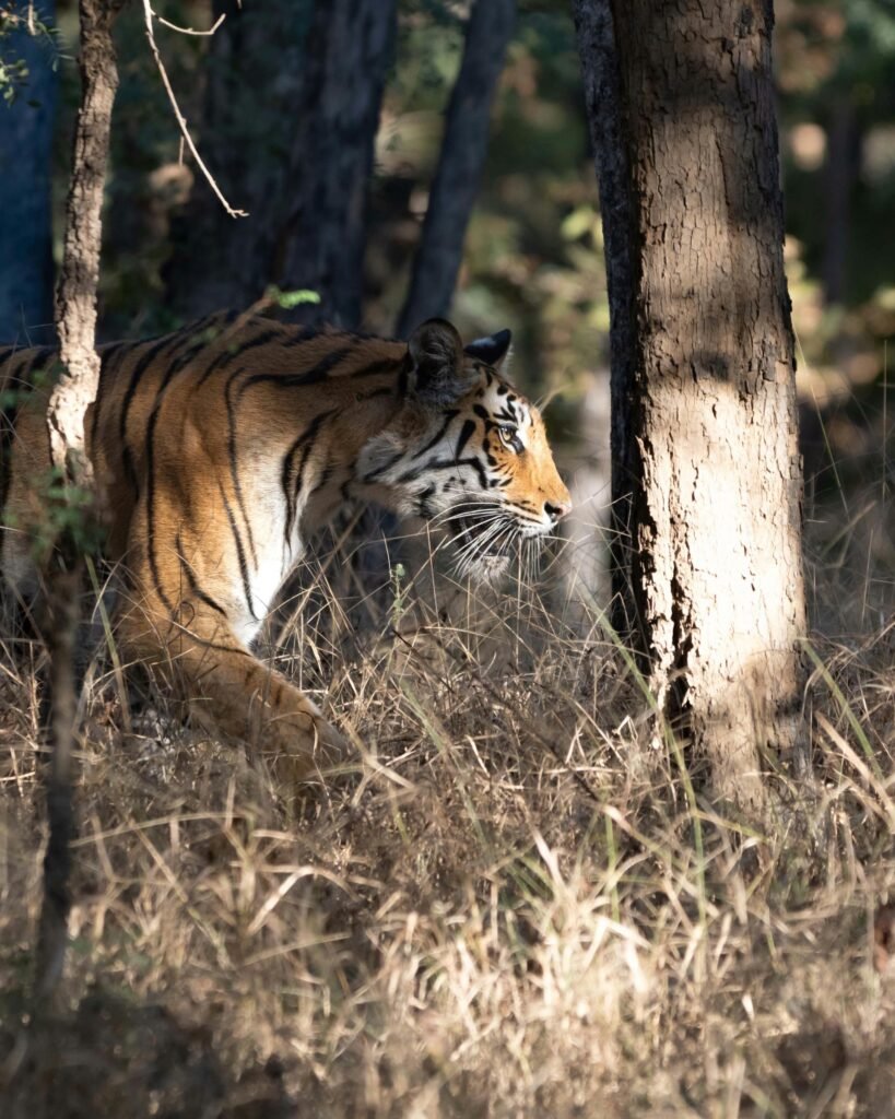 Majestic Bengal tiger walking through a dense Indian forest, showcasing its natural habitat.