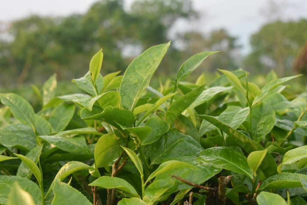 Close-up of lush tea leaves with raindrops in Sreemangal, Bangladesh's Sylhet Division.