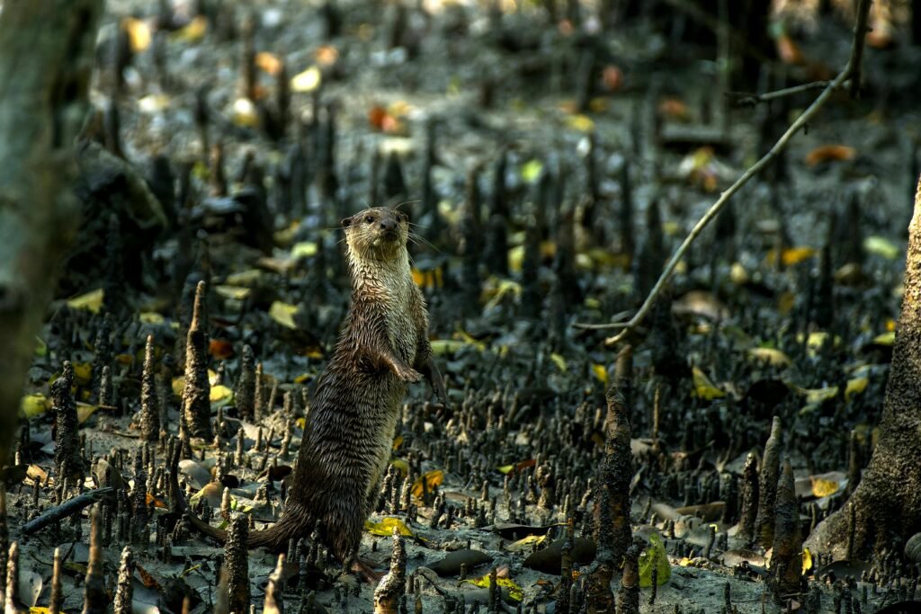 River otter standing in the Sundarban mangrove forest, Bangladesh.