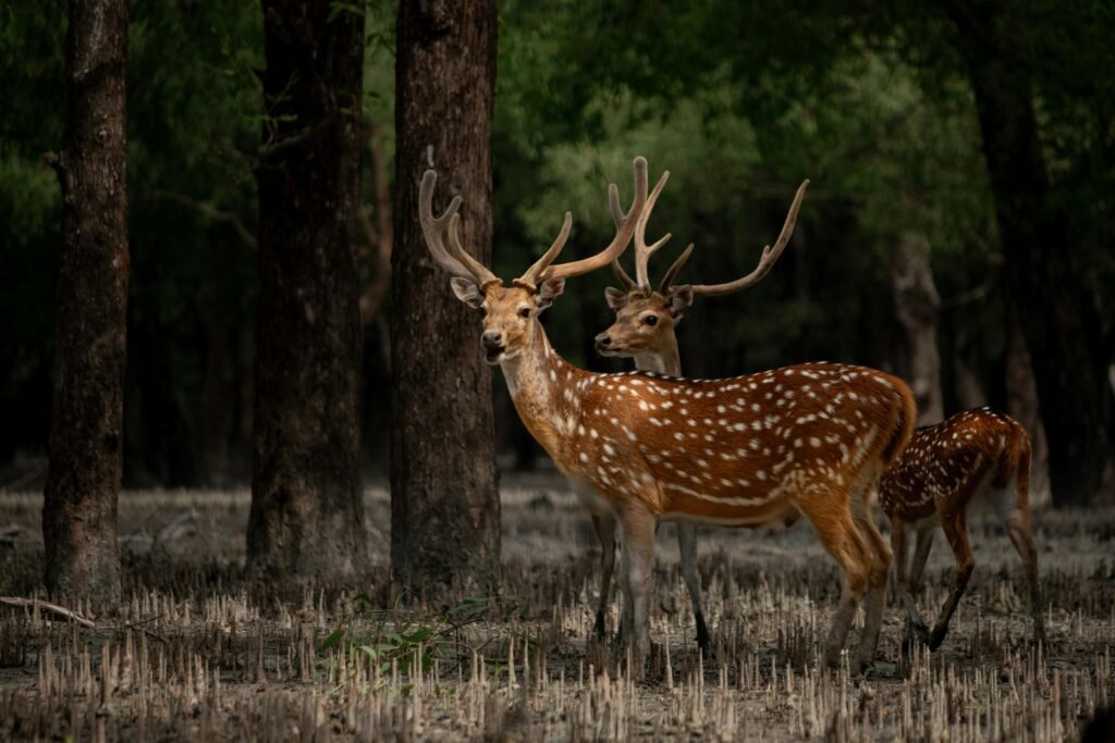 Sundarban tour