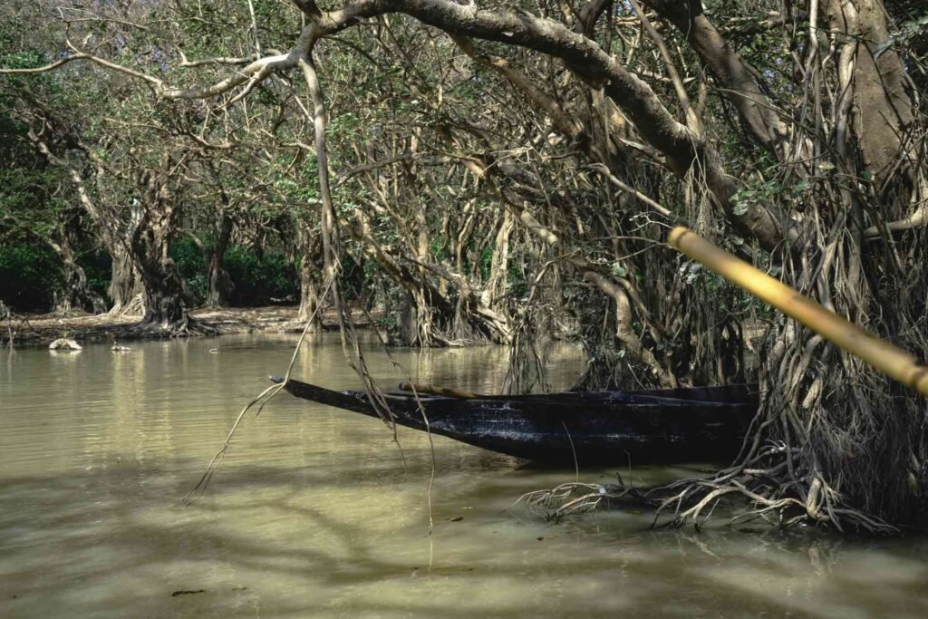 Boating on Ratarghul swamp forest