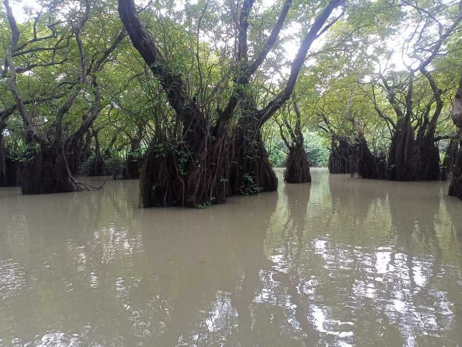 Mysterious Ratarghul swamp forest