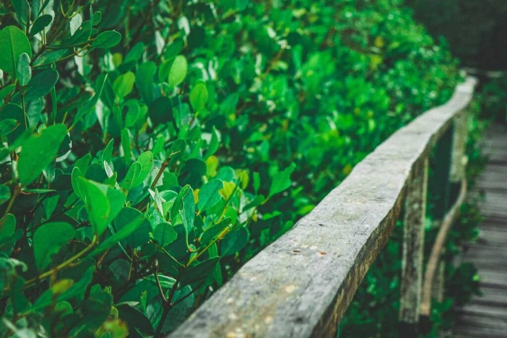 sundarban trail