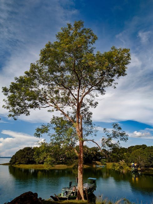 A majestic tree stands by Kaptai Lake