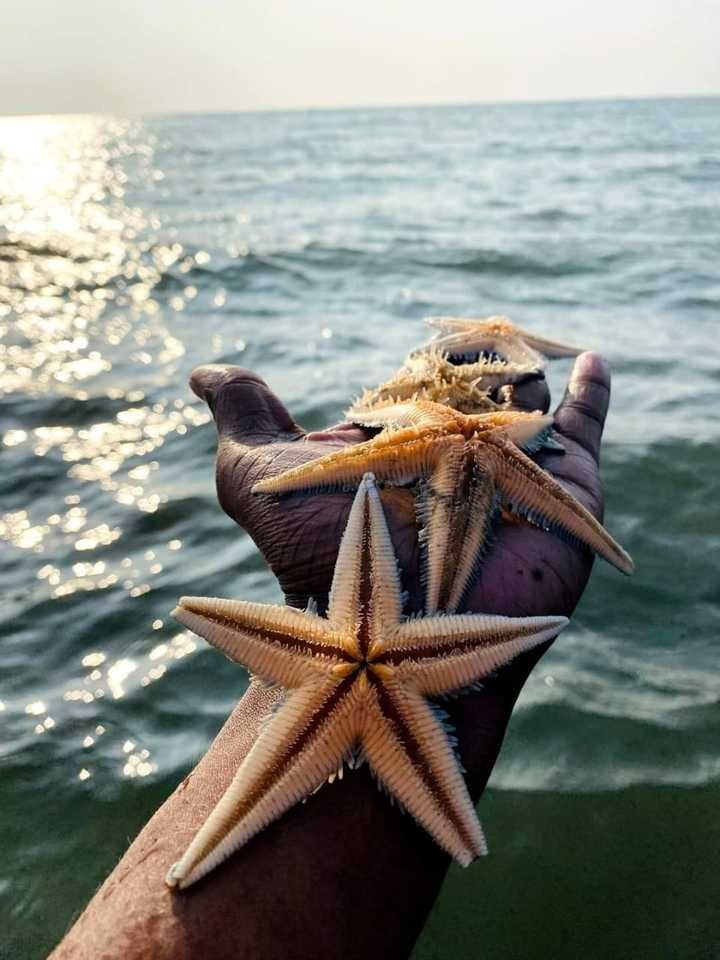 star fish