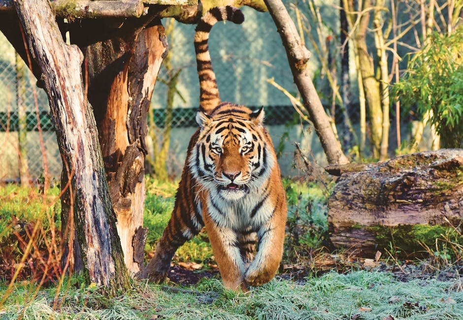 Royal Bengal Tiger